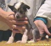 knai meztelen kutya / chinese crested dog